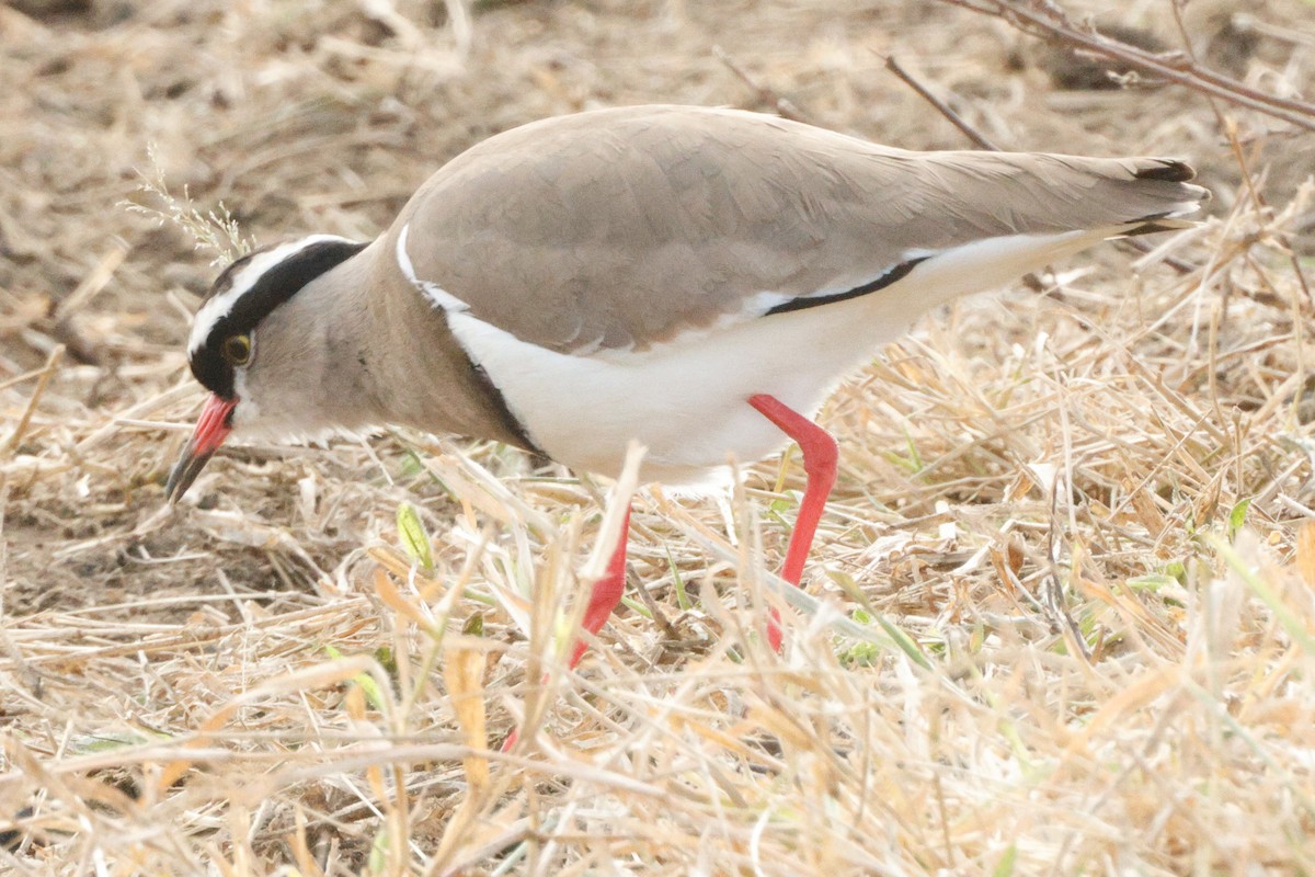Crowned Lapwing - ML640095966