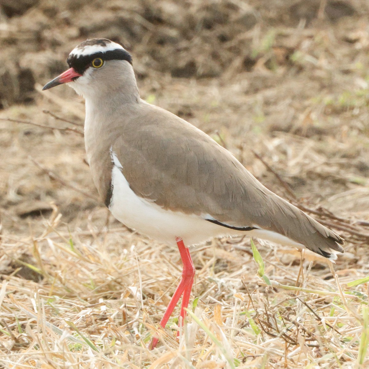 Crowned Lapwing - ML640095967