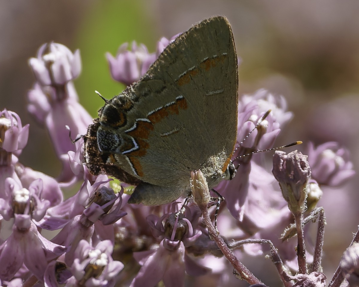 Red-banded Hairstreak - ML640095986
