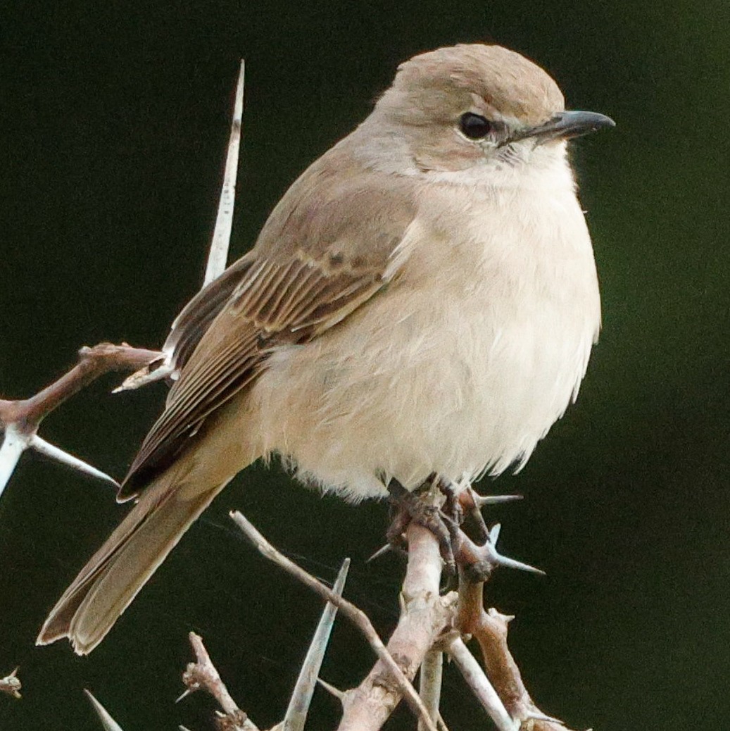 Pale Flycatcher (Pale) - ML640095995