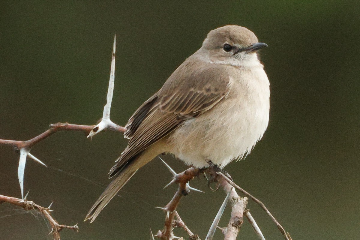 Pale Flycatcher (Pale) - ML640095996