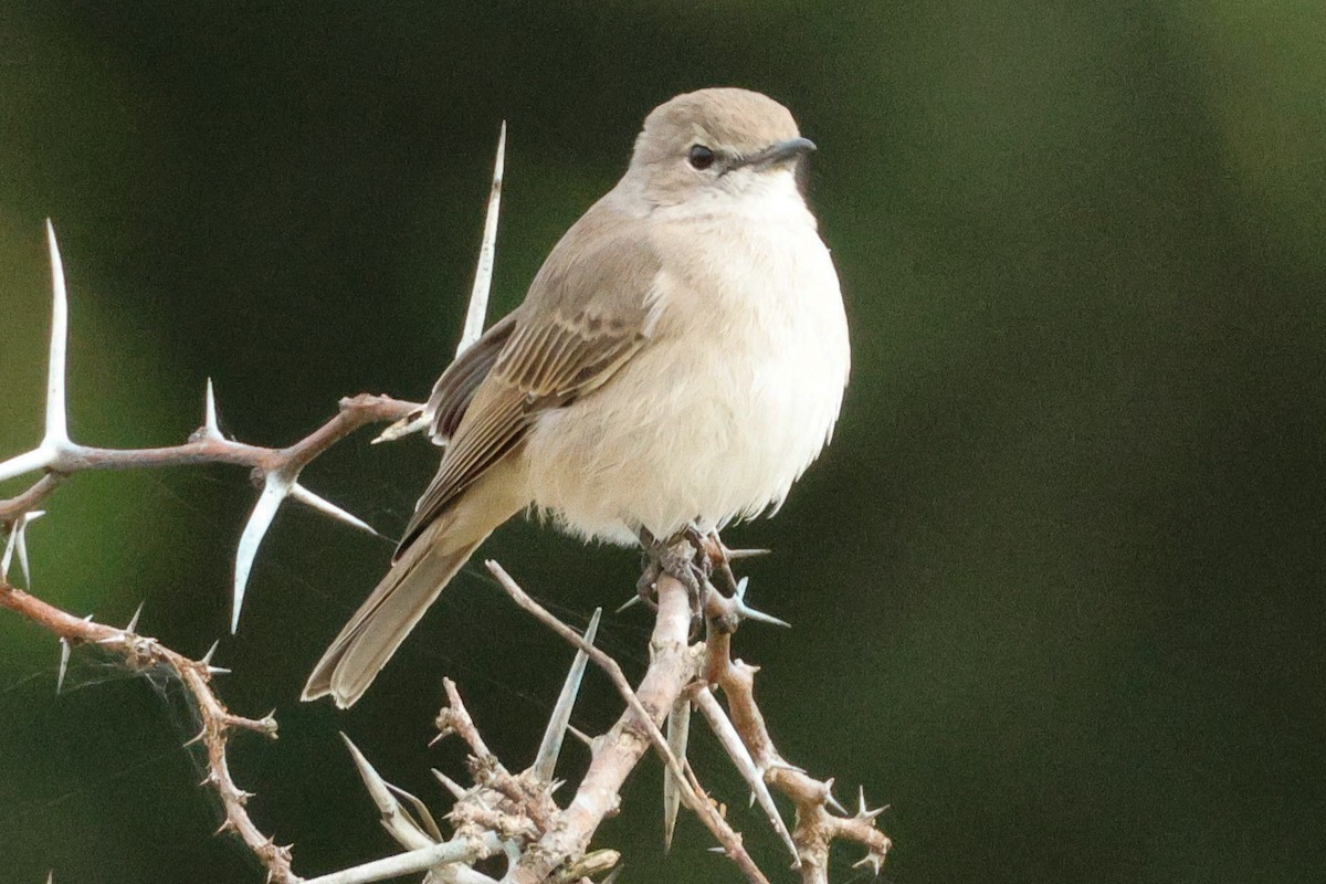 Pale Flycatcher (Pale) - ML640095997