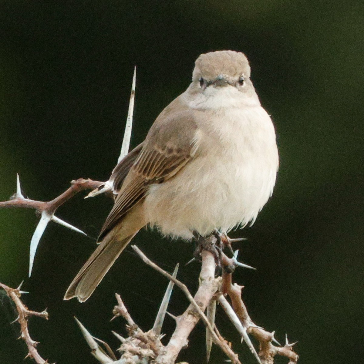 Pale Flycatcher (Pale) - ML640095998