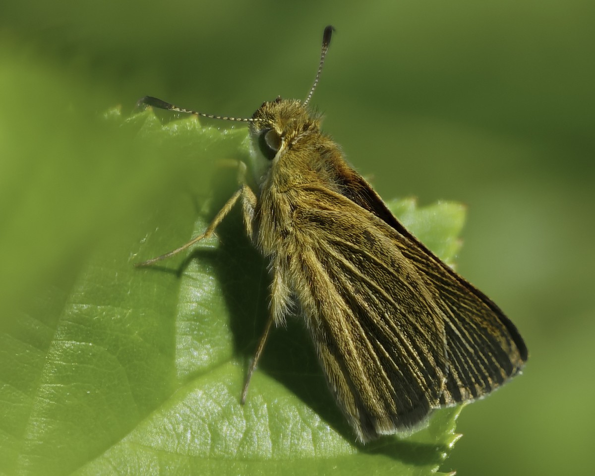 Swarthy Skipper - ML640096011