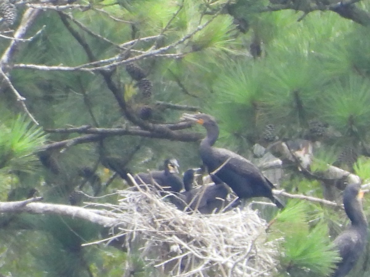 Double-crested Cormorant - ML640096034