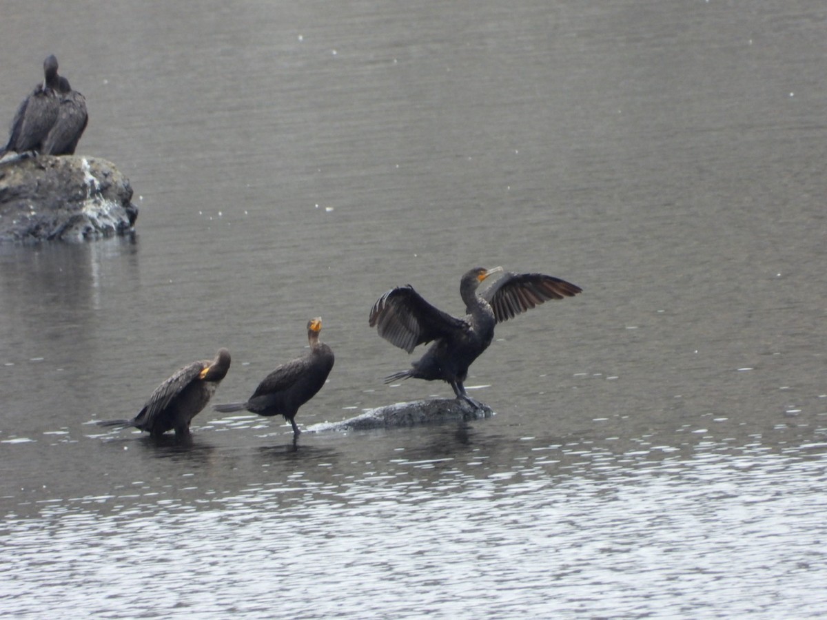 Double-crested Cormorant - ML640096041
