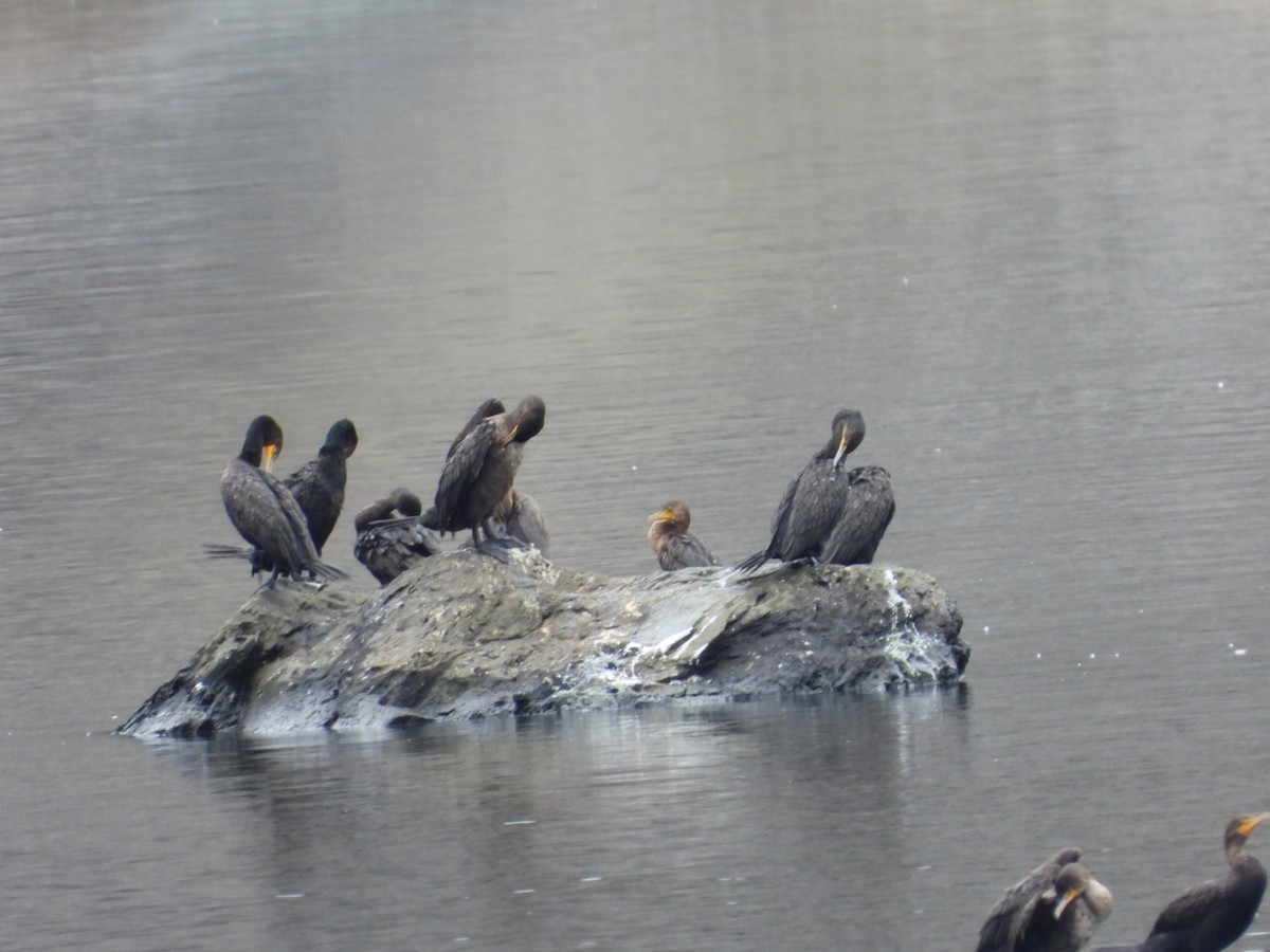 Double-crested Cormorant - ML640096042