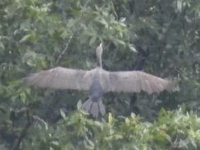Double-crested Cormorant - ML640096043