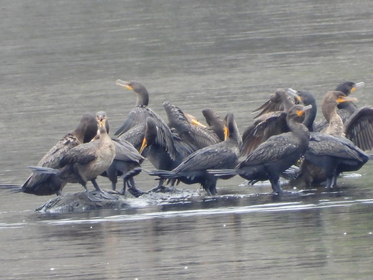 Double-crested Cormorant - ML640096045