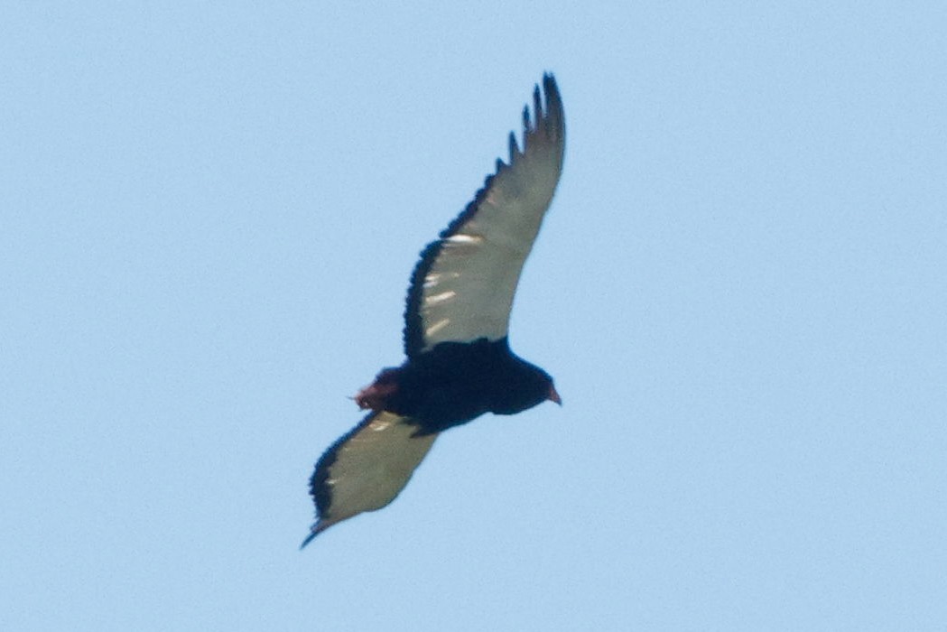 Bateleur - ML640096092