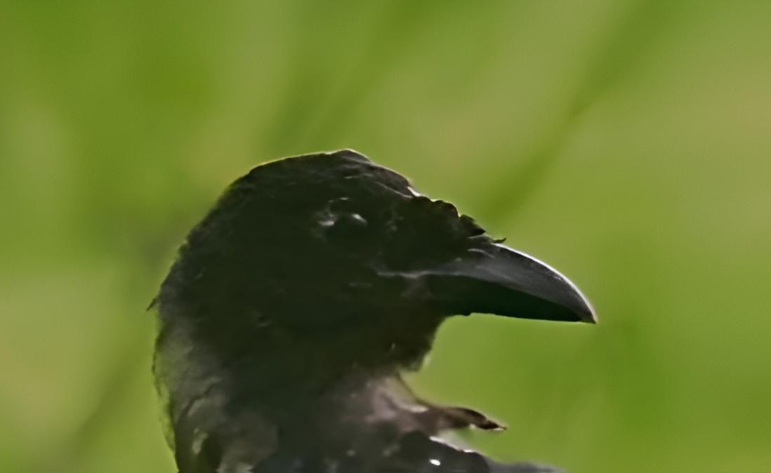Crow-billed Drongo - ML640096096