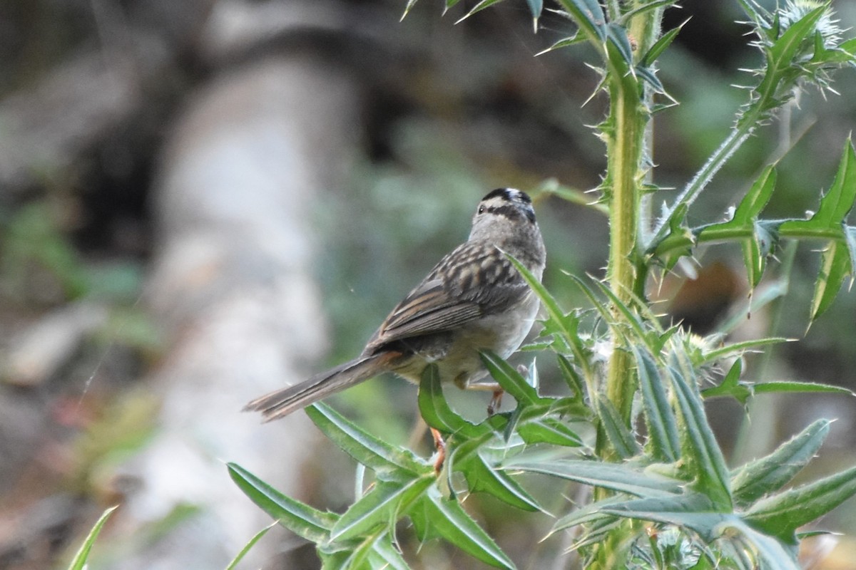 White-crowned Sparrow - ML640096102