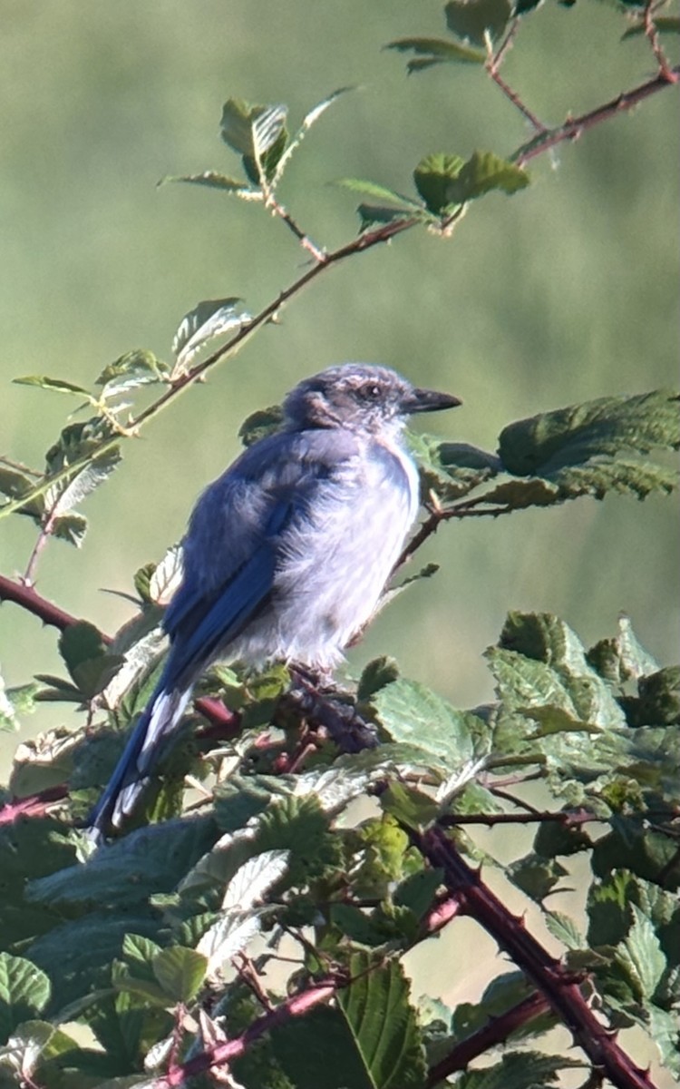 Калифорнийская сойка - ML640096121