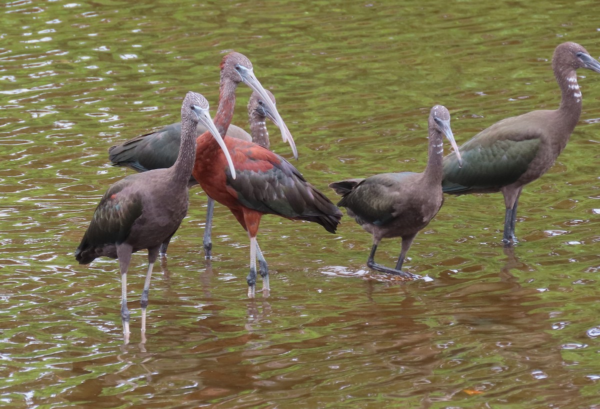 bronseibis - ML640096265