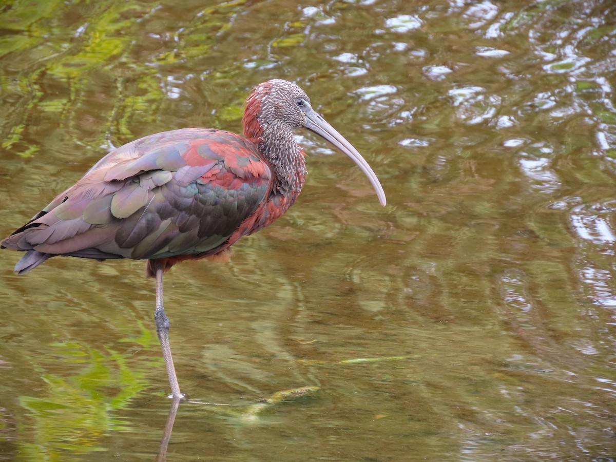 bronseibis - ML640096266
