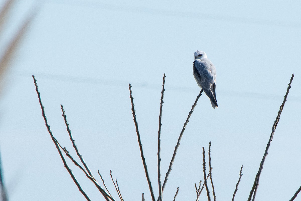 White-tailed Kite - ML640096290
