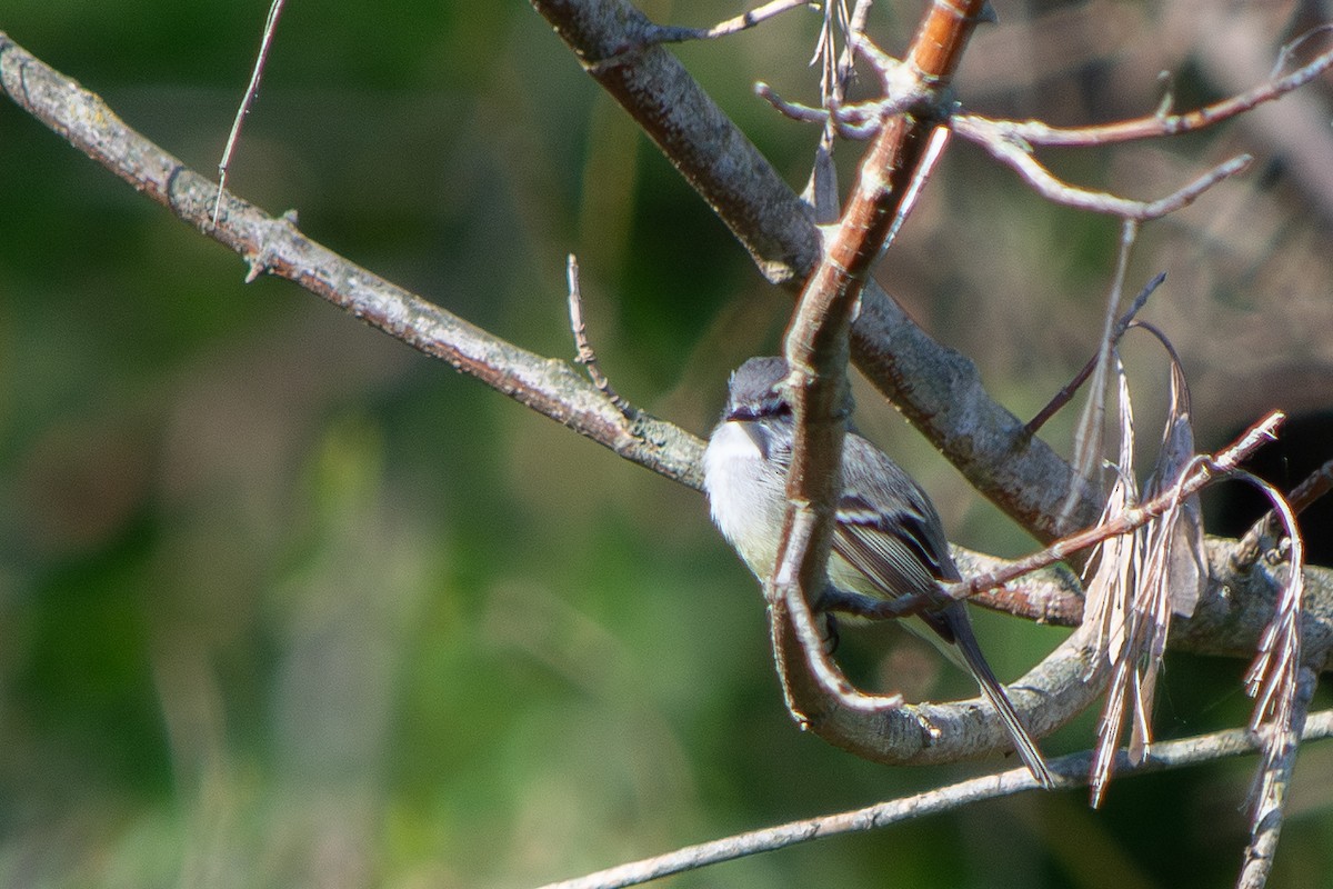 White-crested Tyrannulet - ML640096324