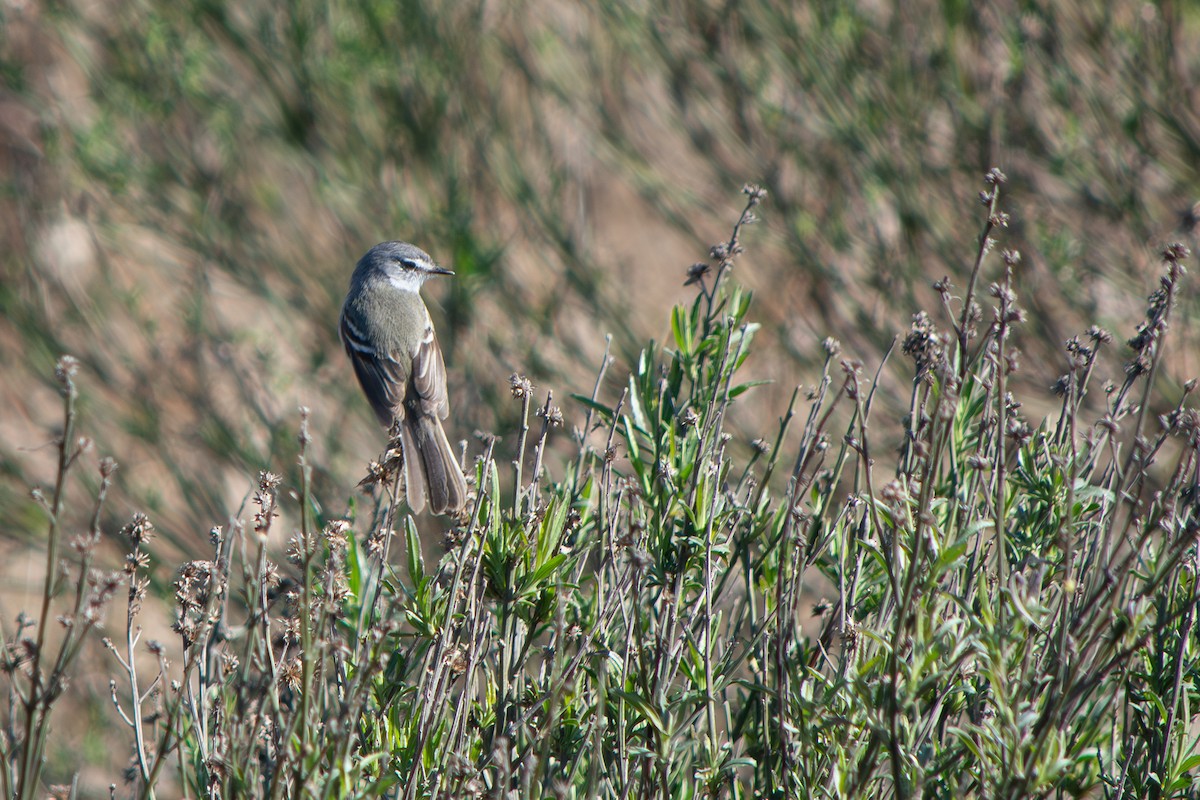 White-crested Tyrannulet - ML640096325