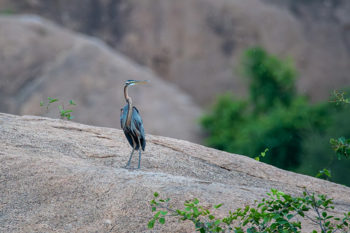 Purple Heron - ML640096332