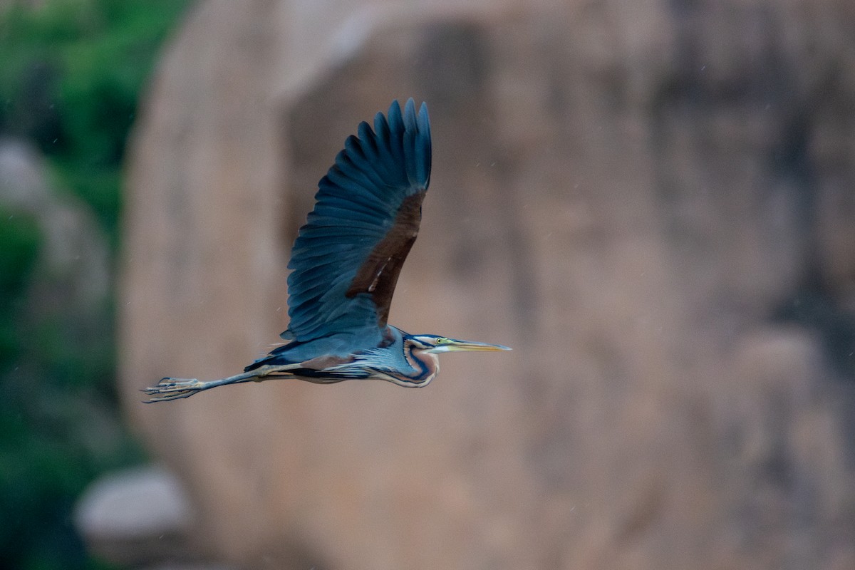 Purple Heron - ML640096333