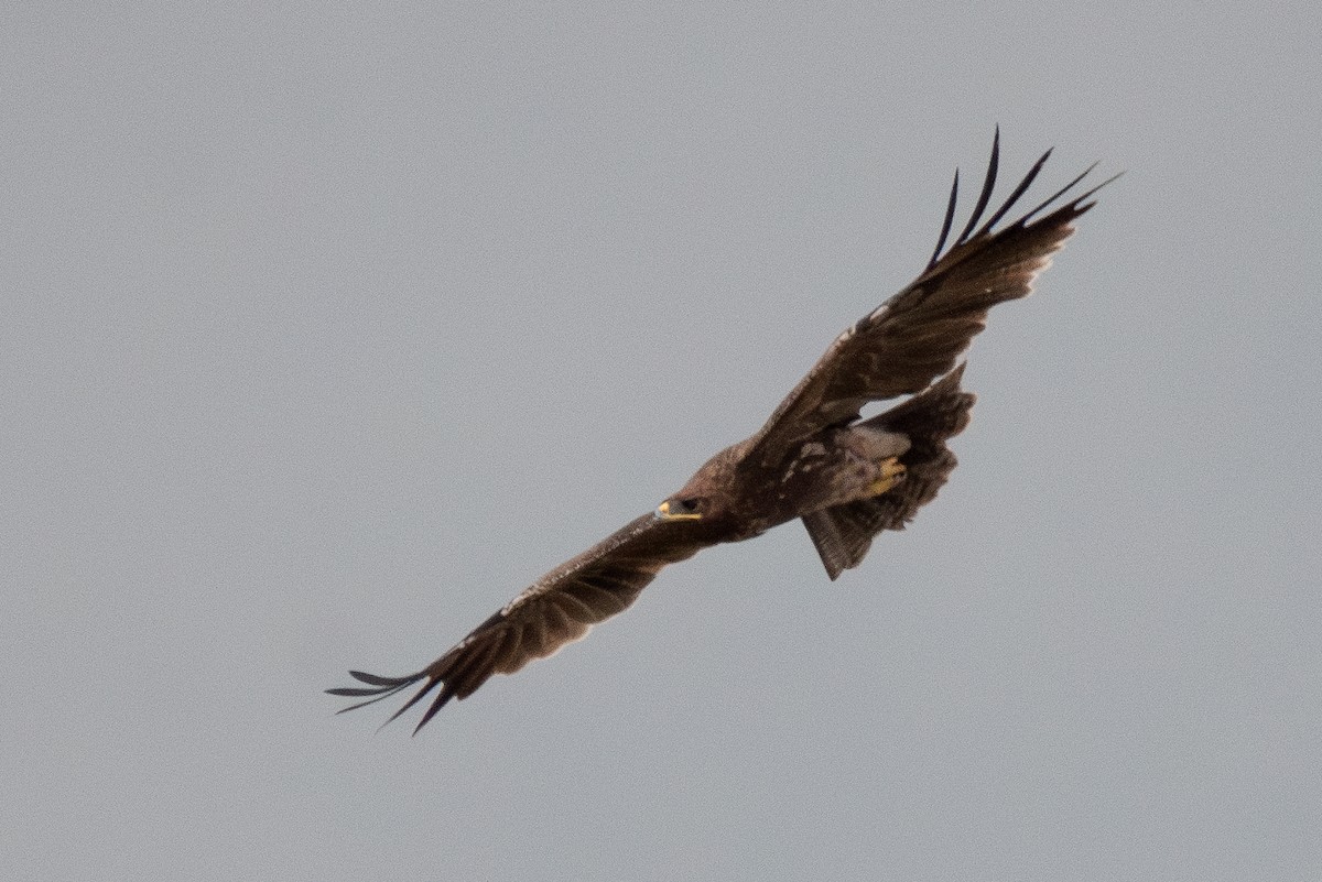 Indian Spotted Eagle - ML640096352