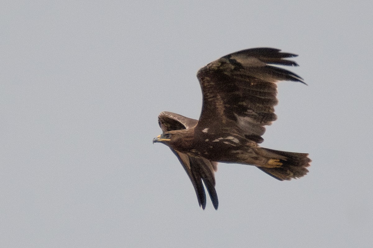 Indian Spotted Eagle - ML640096353