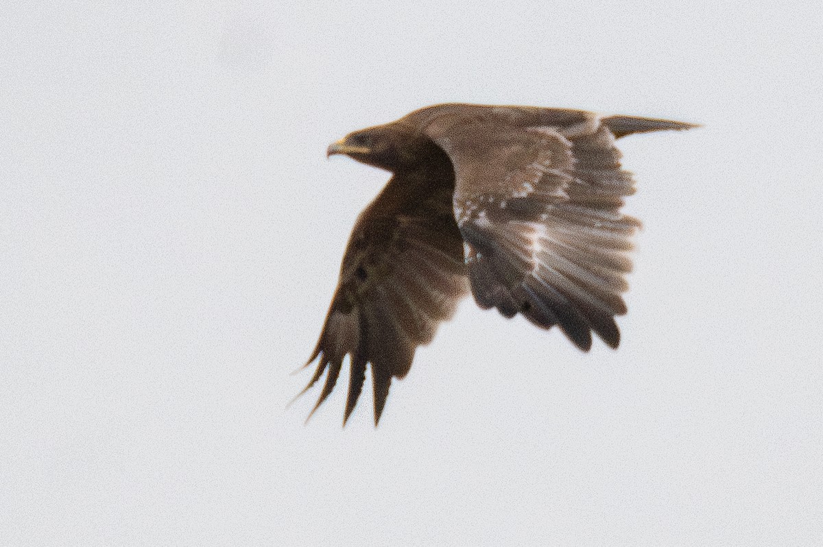 Indian Spotted Eagle - ML640096354