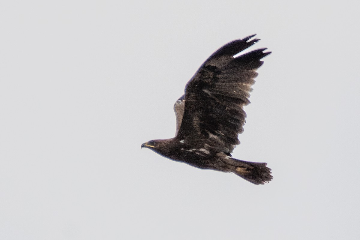 Indian Spotted Eagle - ML640096355