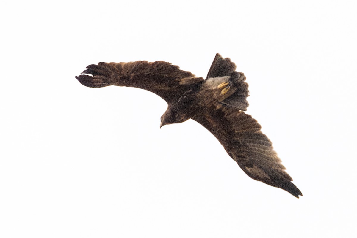 Indian Spotted Eagle - ML640096356