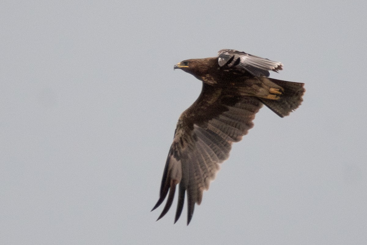 Indian Spotted Eagle - ML640096357