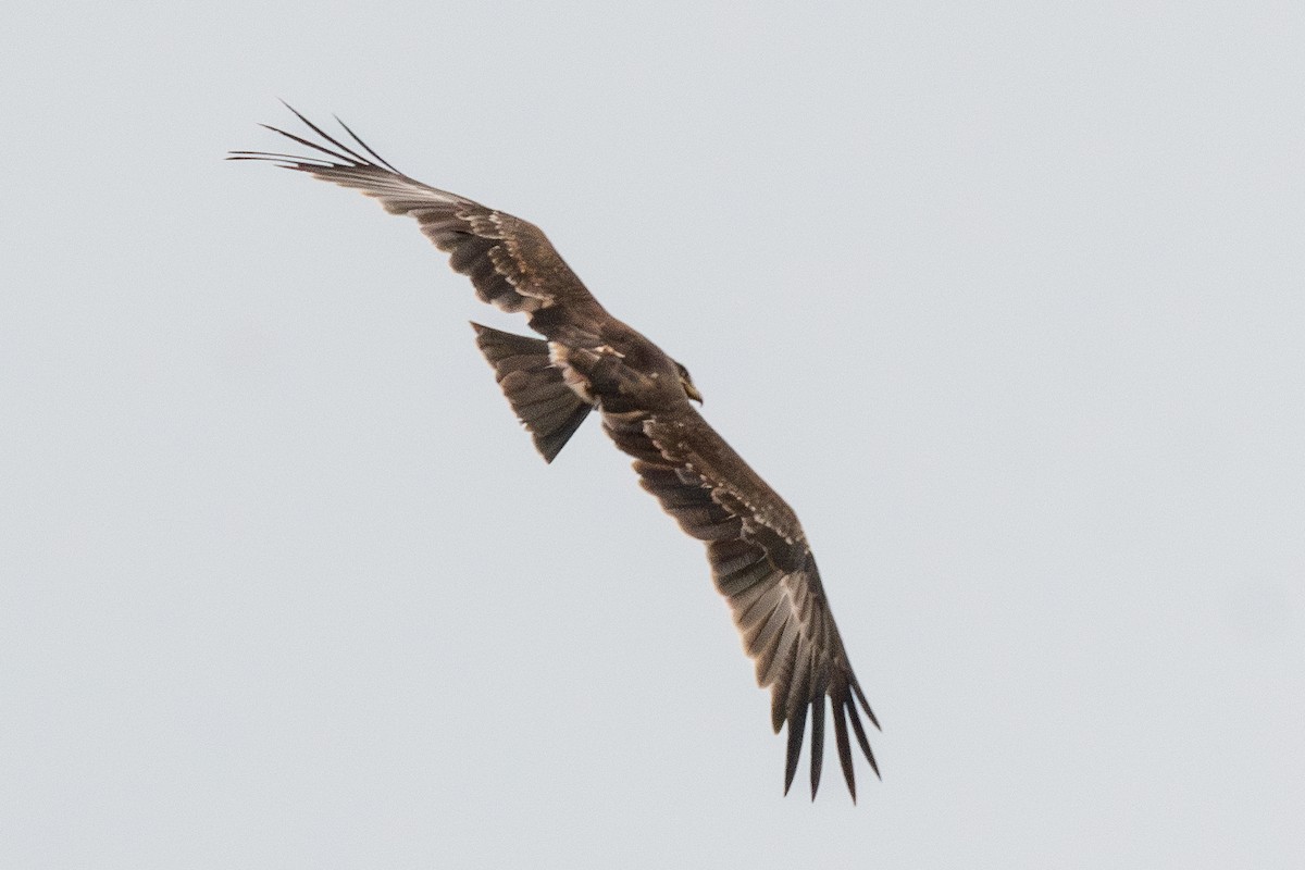 Indian Spotted Eagle - ML640096358