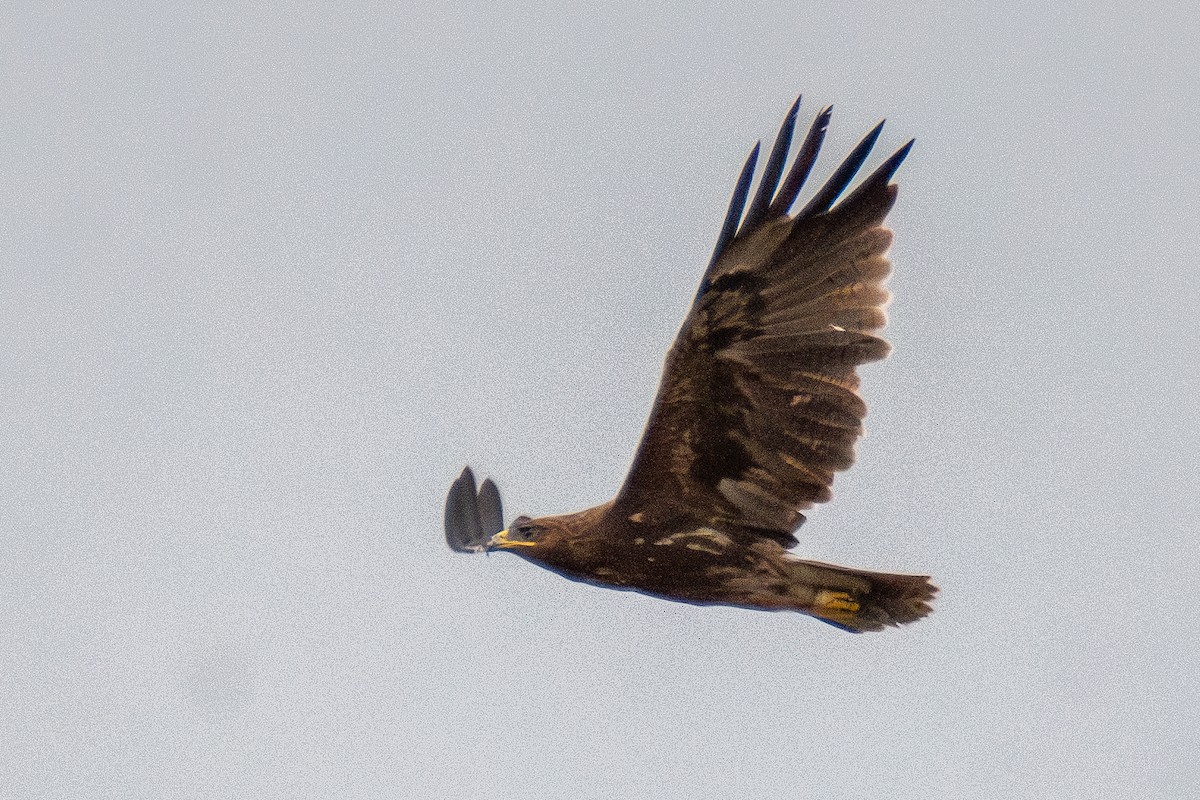 Indian Spotted Eagle - ML640096360