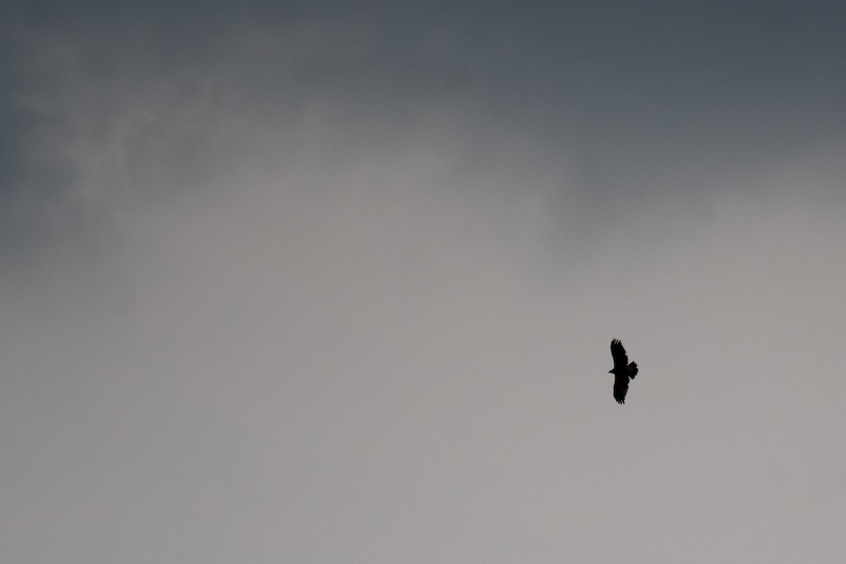 Indian Spotted Eagle - ML640096361