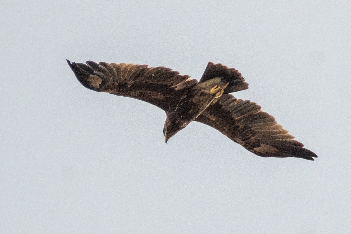 Indian Spotted Eagle - ML640096362
