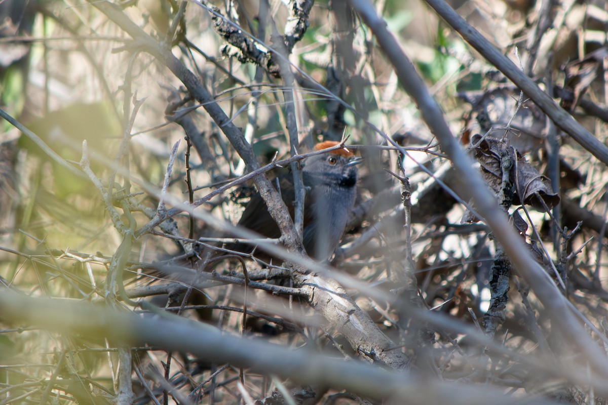 Spix's Spinetail - ML640096376