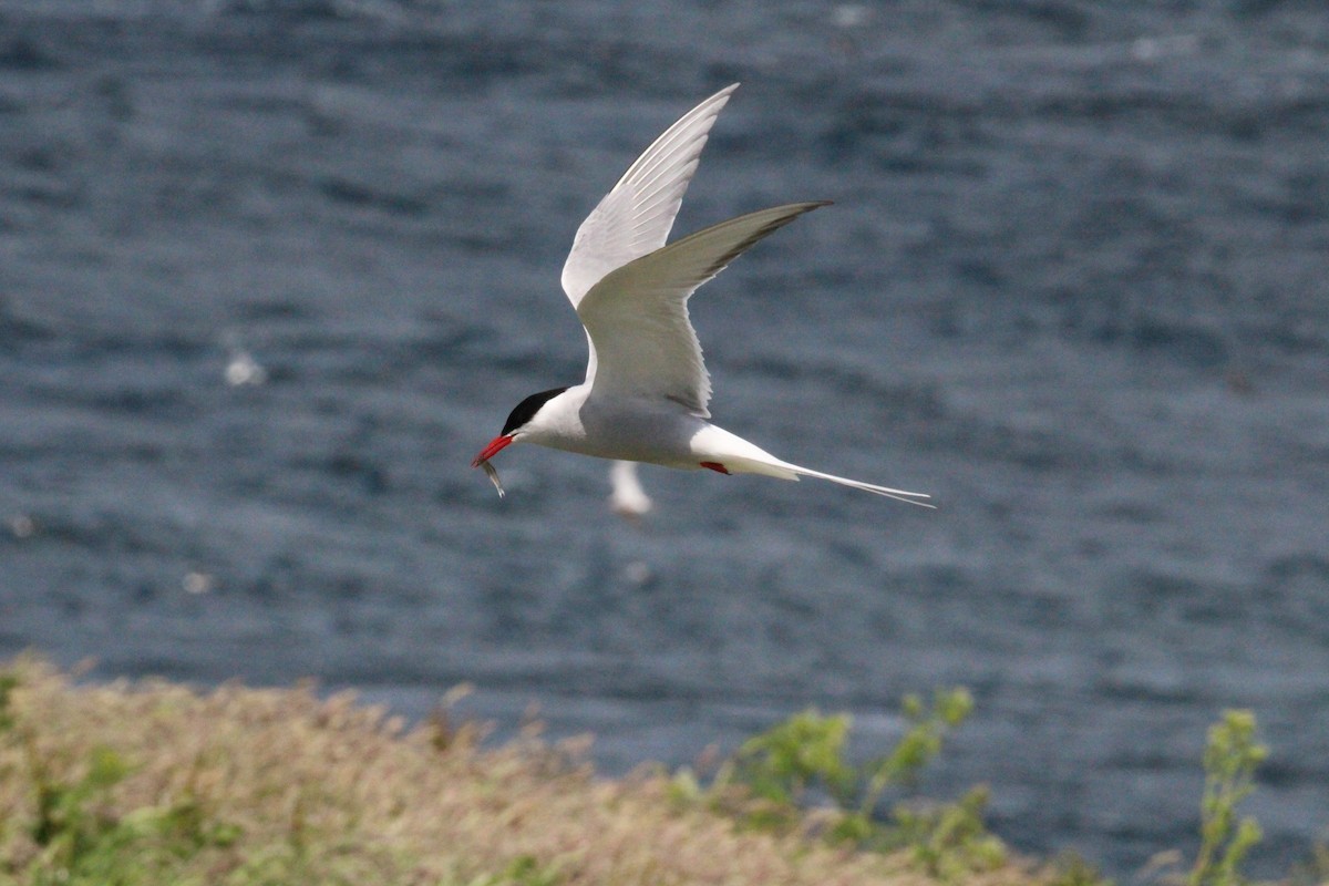 Arctic Tern - ML640096396