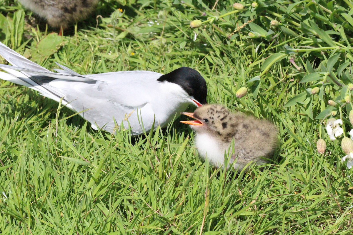 Arctic Tern - ML640096398