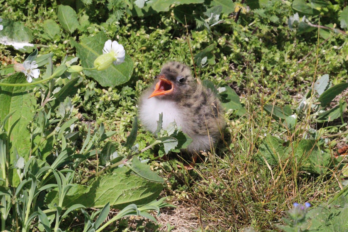 Arctic Tern - ML640096399