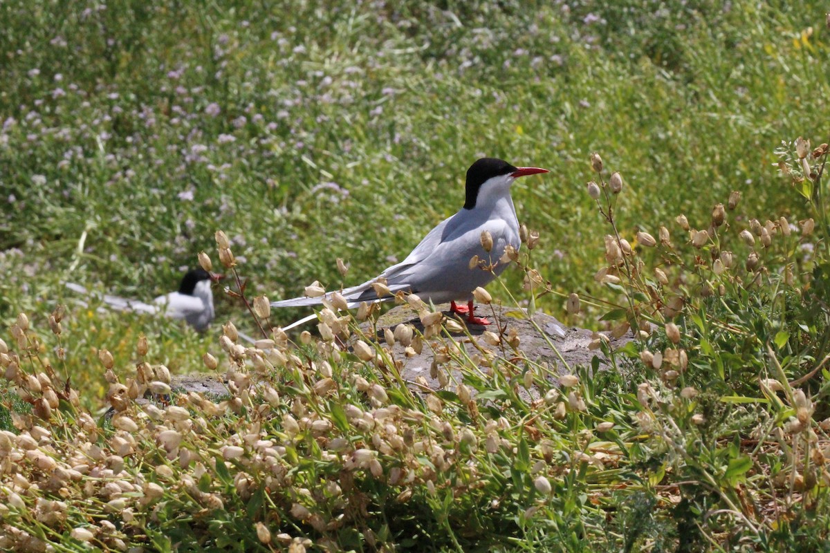 Arctic Tern - ML640096405
