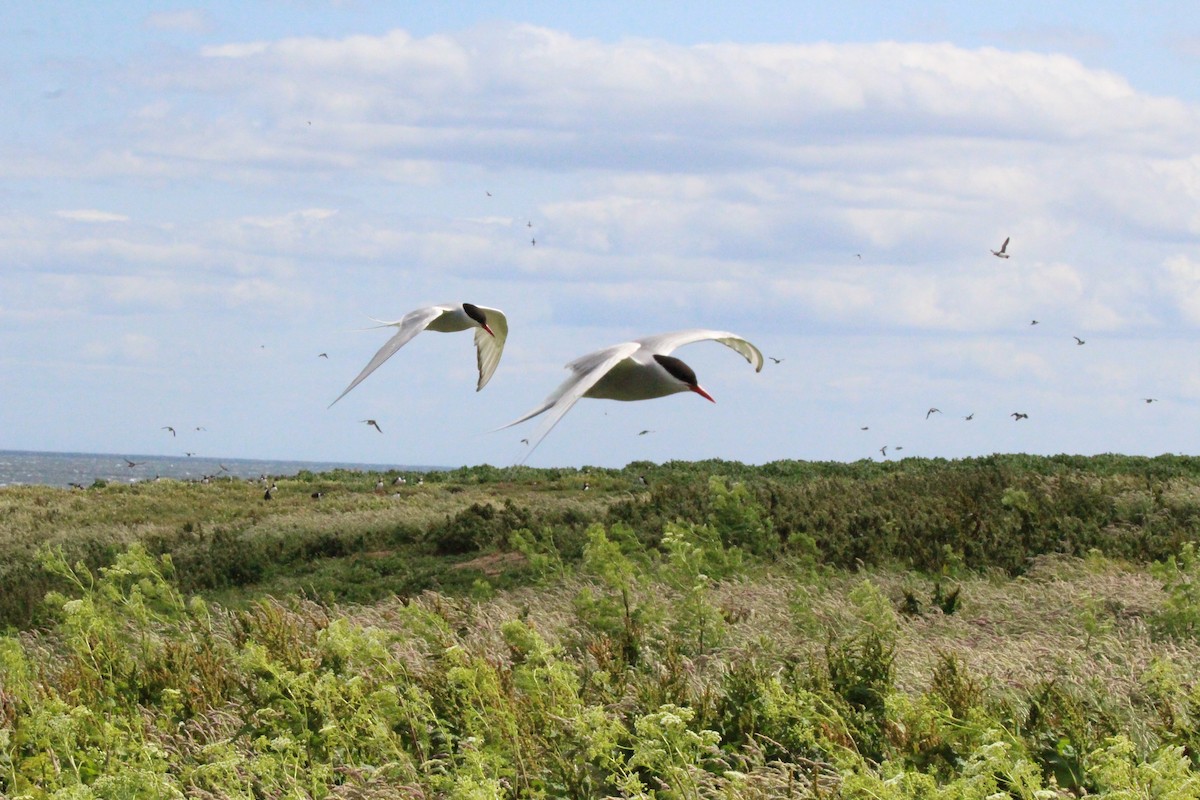 Arctic Tern - ML640096409