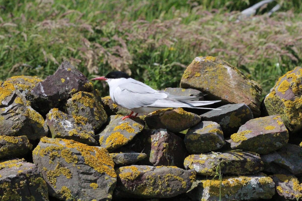 Arctic Tern - ML640096412