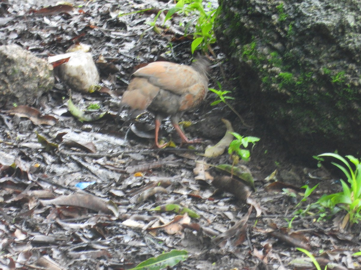 Red Spurfowl - ML640096433