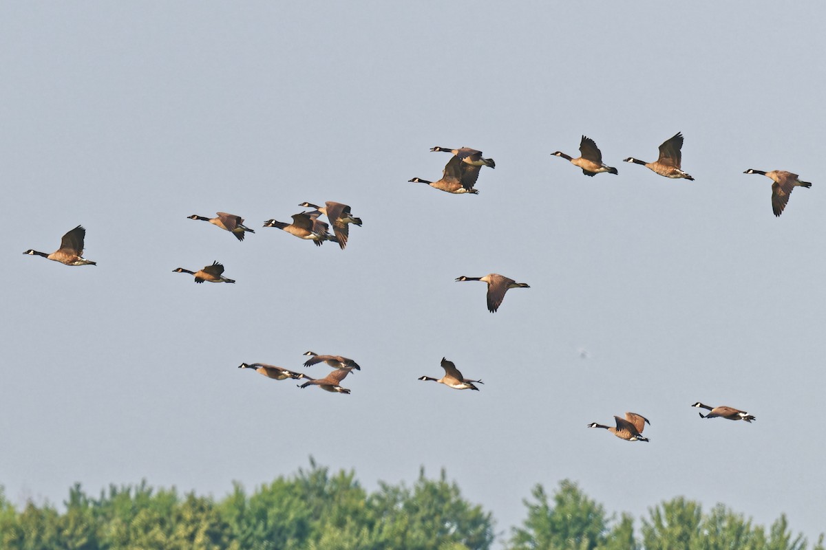 Канад галуу - ML640096439