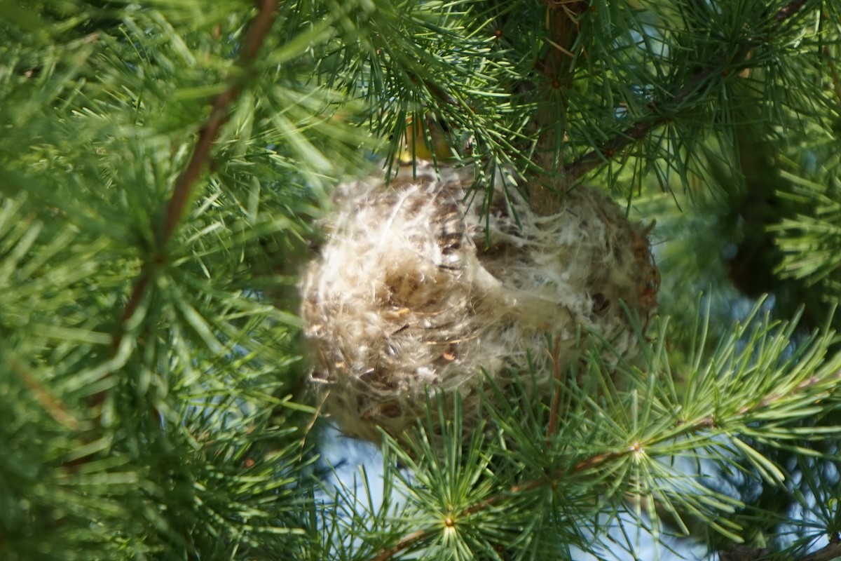 American Goldfinch - ML640096482