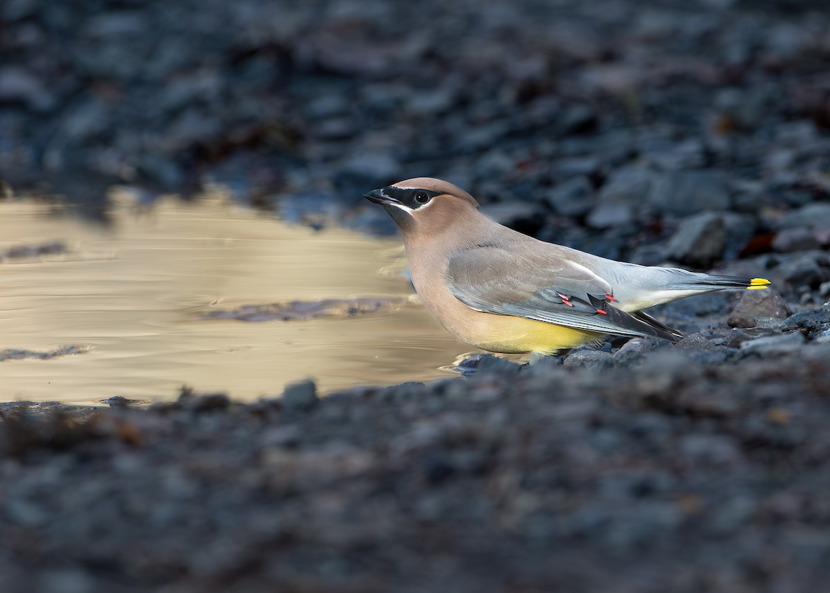 Cedar Waxwing - ML640096547