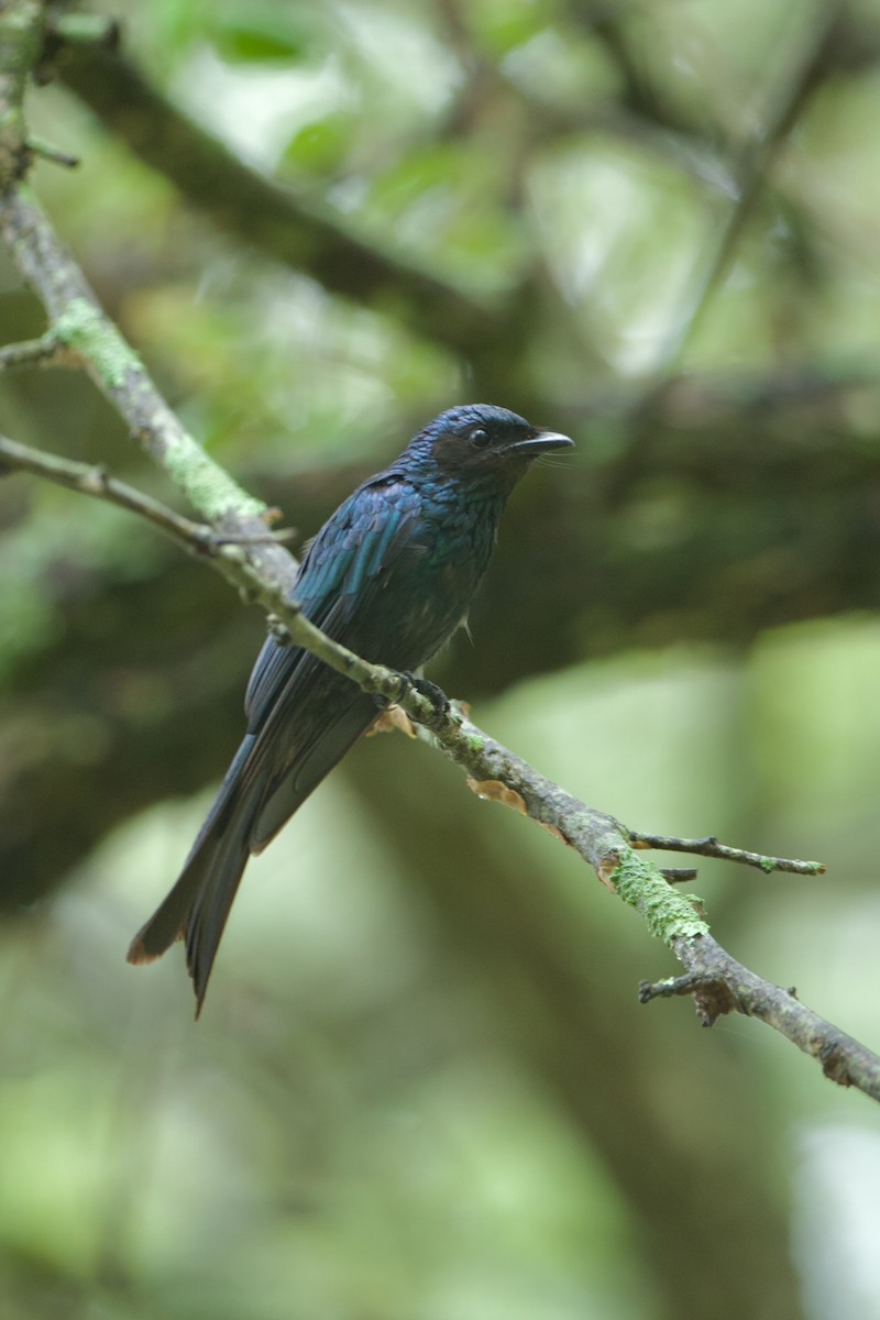 Bronzed Drongo - ML640096549