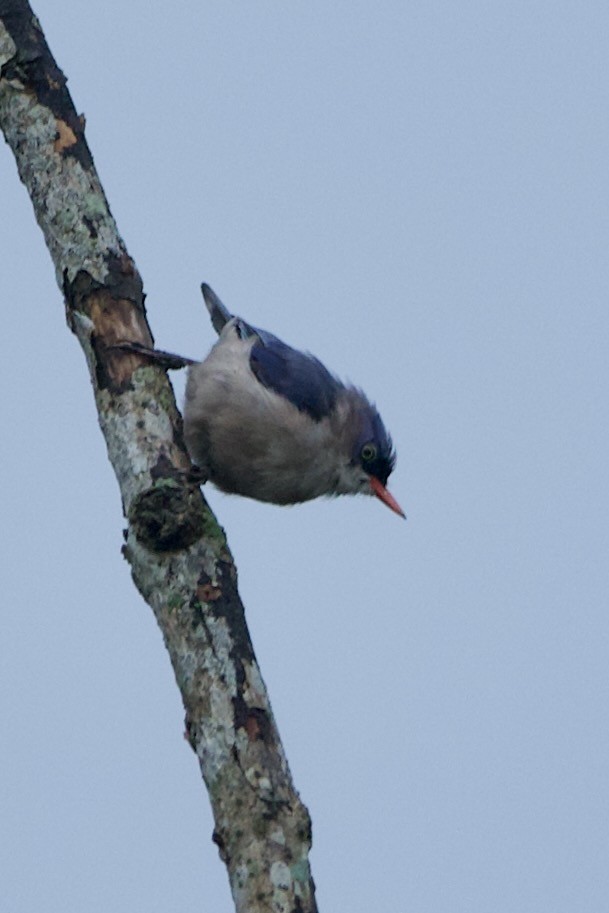 Velvet-fronted Nuthatch - ML640096644