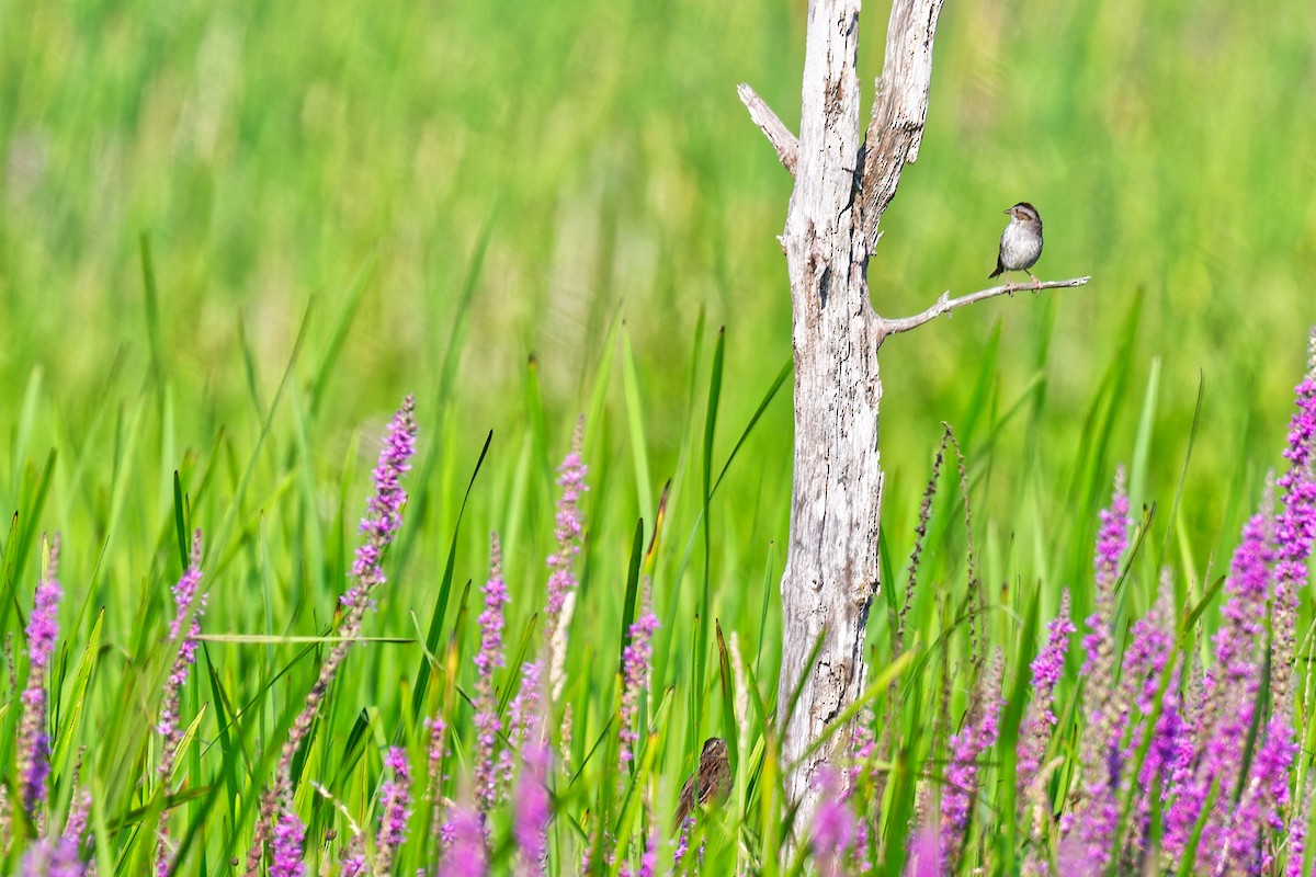 Swamp Sparrow - ML640096739