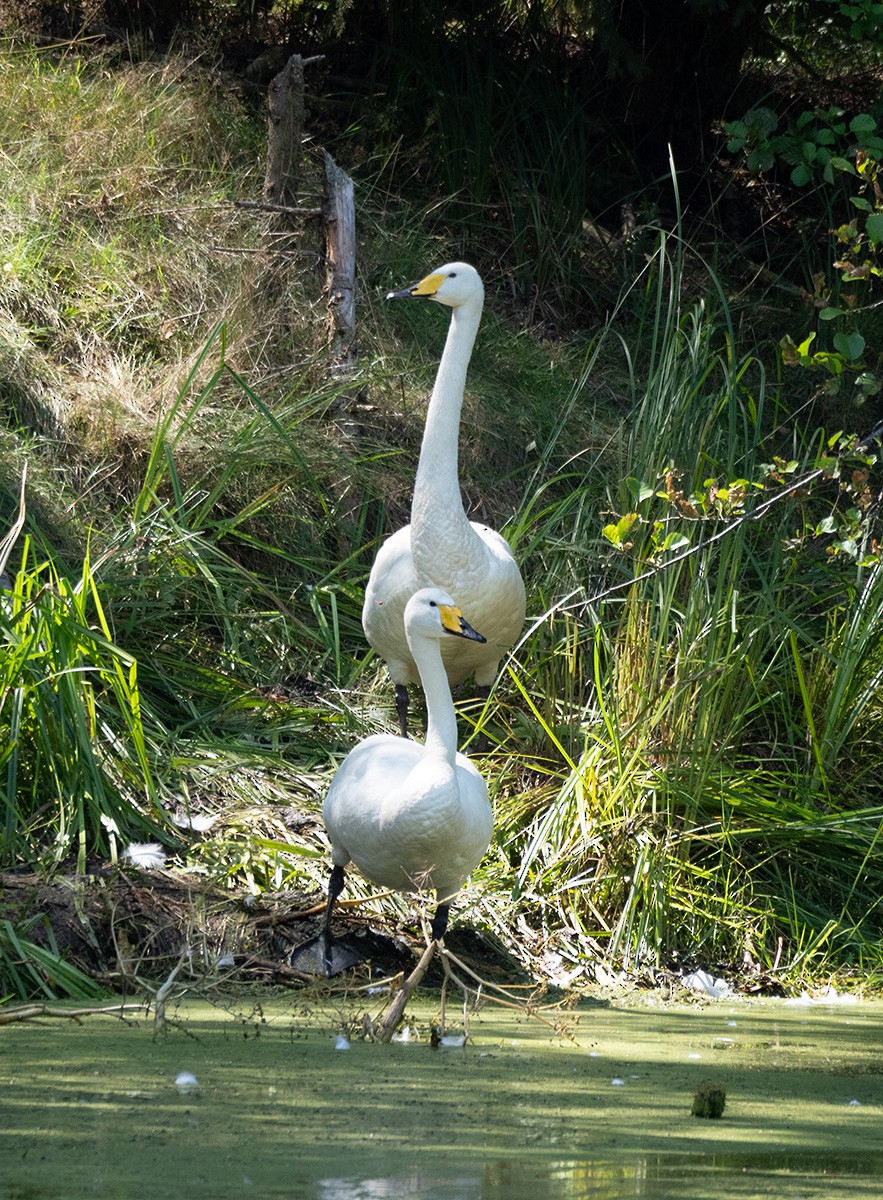 Whooper Swan - ML640096845