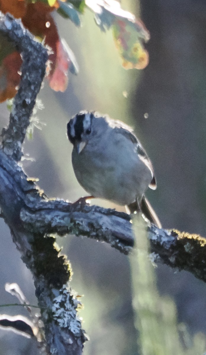 White-crowned Sparrow - ML640096858